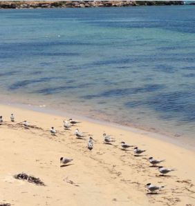 Birds in Penguin Island