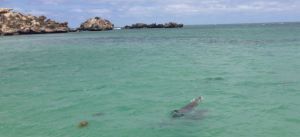 Dolphin in Penguin Island