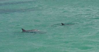 Female dolphin with its baby - Shoalwater Bay