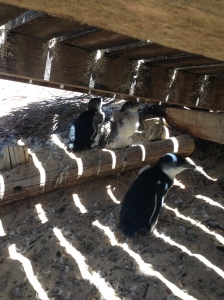 3 penguins malting at the beach